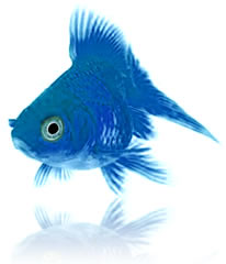 blue_fish