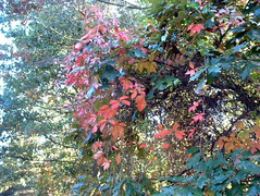 Changing leaves