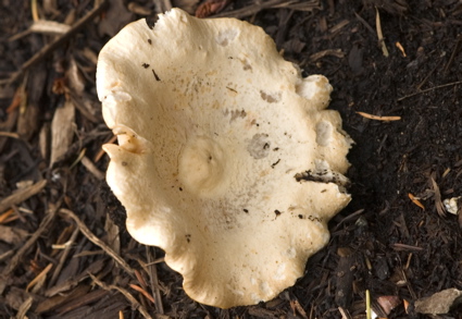 Mushrooms-4
