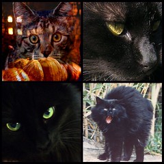 Halloween Mosaic w/other people's photos