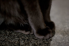 Black paws