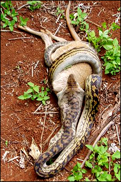 Snake Swallowing Kangaroo 3
