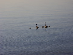 baby geese 004