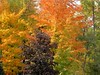 Fall colors in Ontario