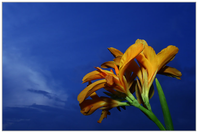 Lily Against Sky