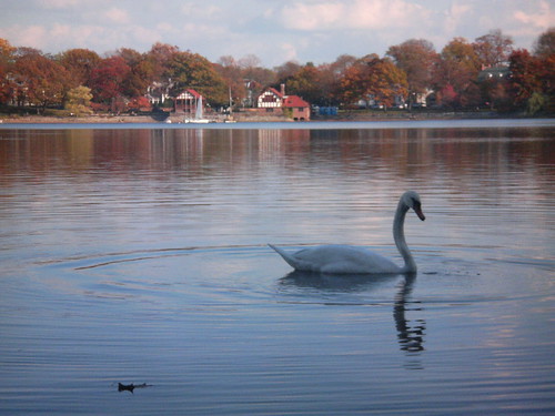 Fall Swan
