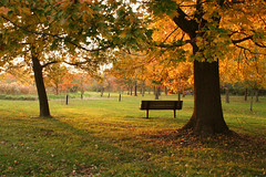 Park Bench at Sunset