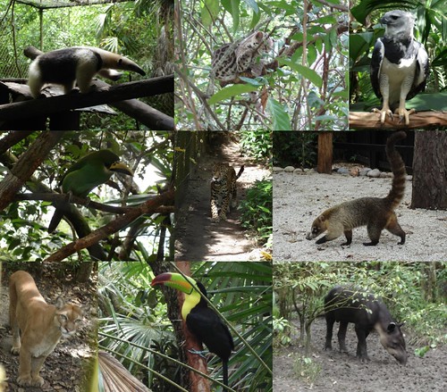A few Belize Animals