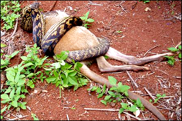 Snake Swallowing Kangaroo 2