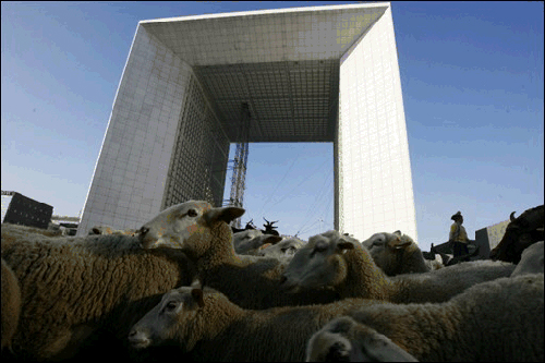 Moutons à la défense