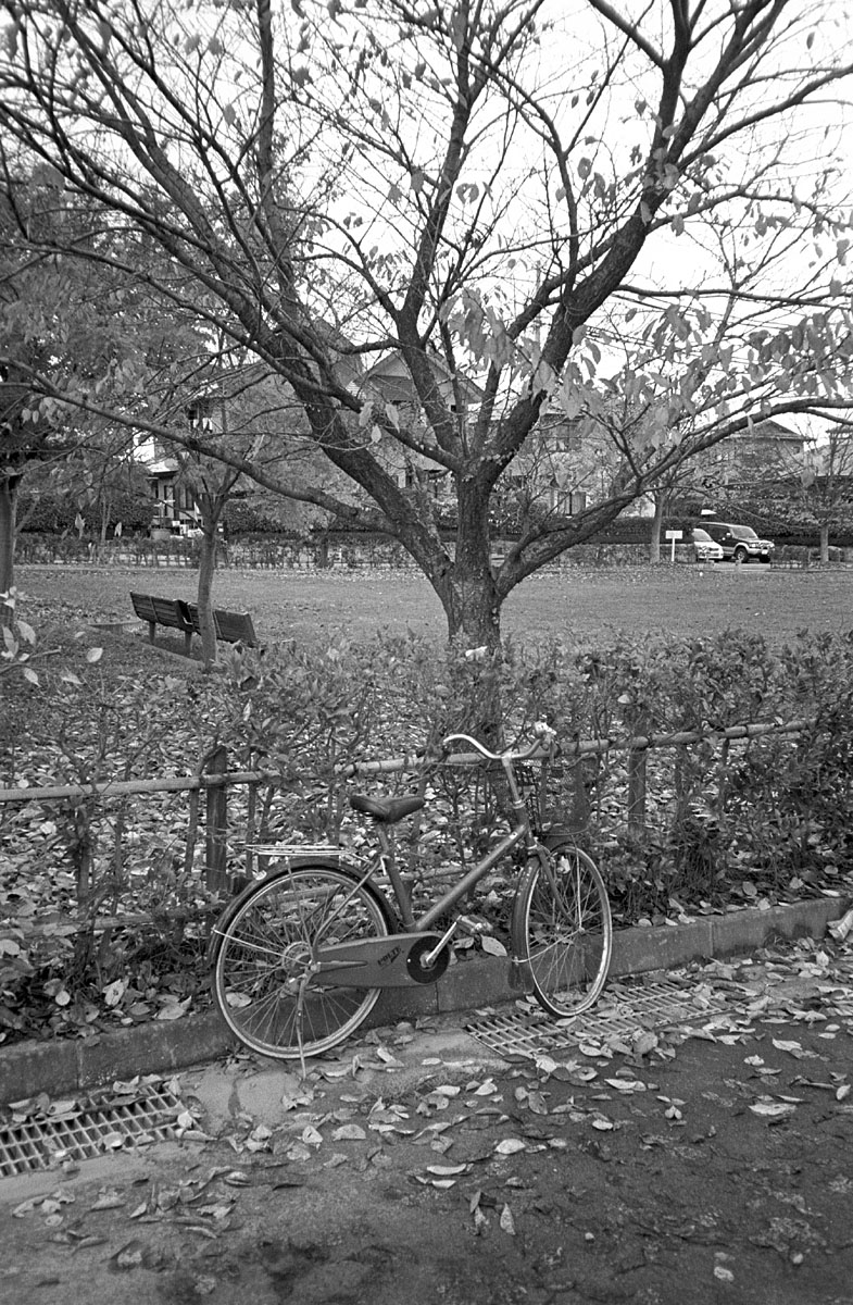 Tree and Bicycle
