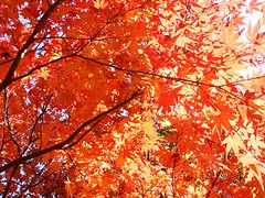 Red Leaves - Odaiba - 9