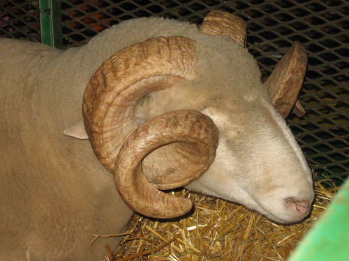 Look at the curls on that ram!