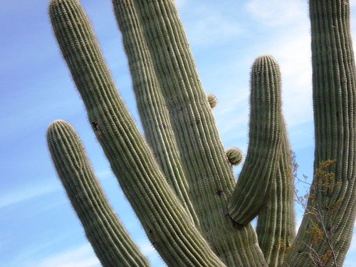 saguaro buds2