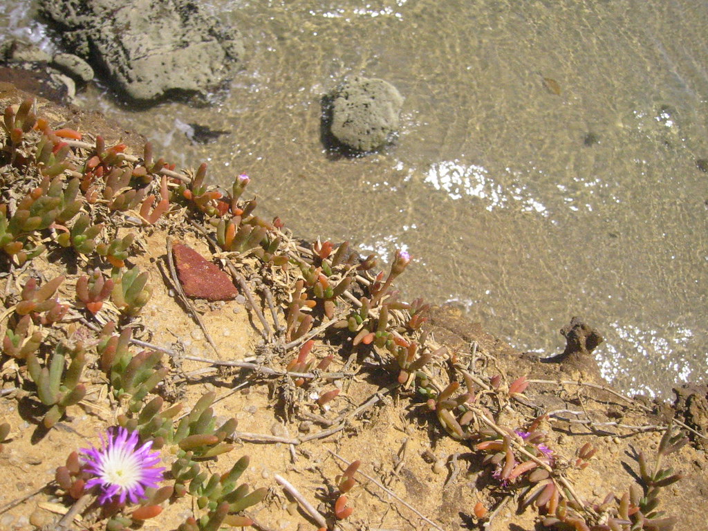 Beach Flowers