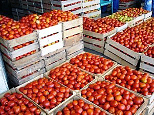 agropecuario.tomates