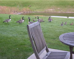 geese in the back yard