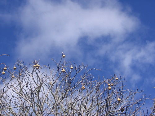 Pods and sky