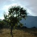 Ibiza - tree shade
