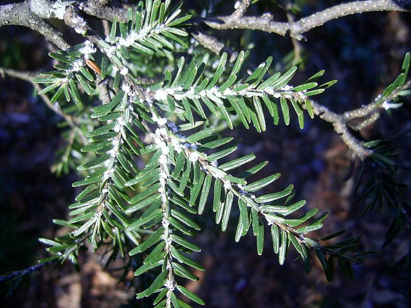 Evidence of the Wooly Adelgid