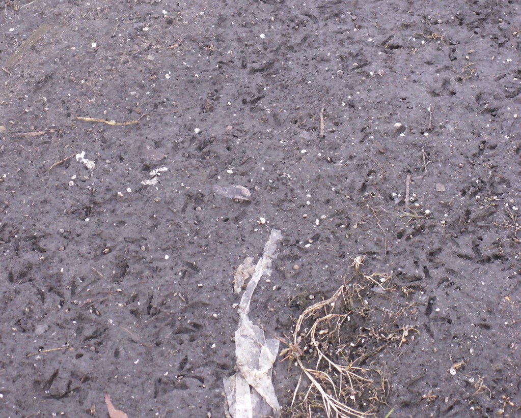 Bird Tracks in Mud