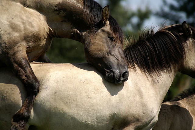 horses mating pics. horses mating donkeys.