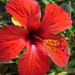 Ibiza - A flower in our lovely garden