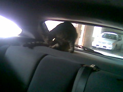 Garage Kitty in the backseat of the car