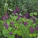 Purple Salvia oleh grandmadebbie2
