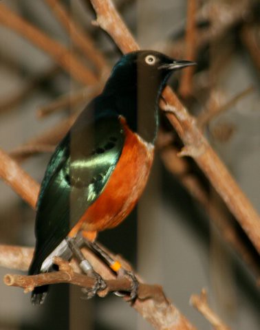 Superb Starling, St Louis Zoo