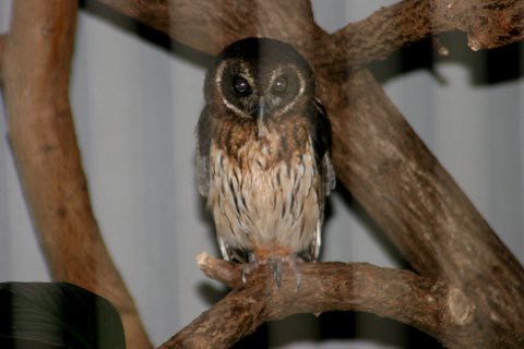 Mottled Owl, St Louis Zoo, IMG_0706.JPG