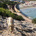 Ibiza - beautiful dog