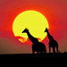 Giraffes-sunset