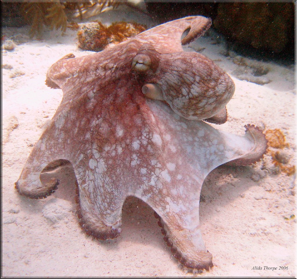 Octopus, Bonaire 2006