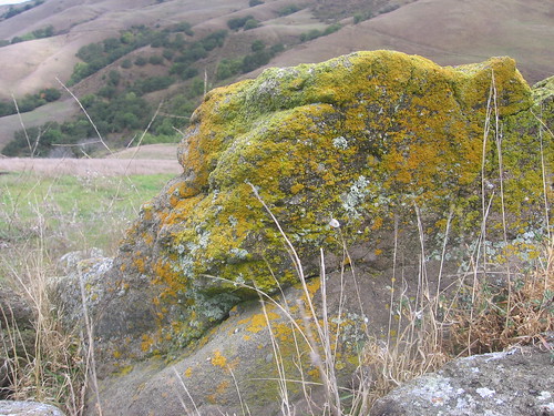 Greening of the rocks