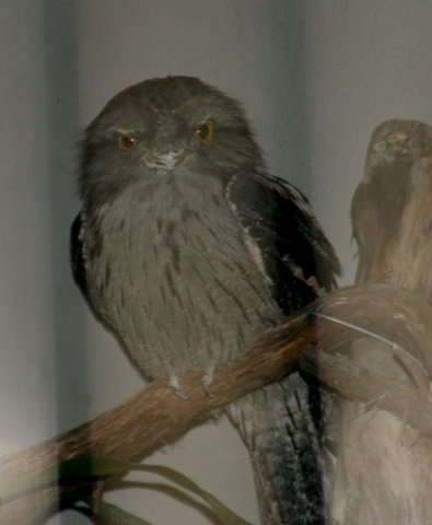 a picture for Twawny Frogmouth St Louis Zoo, IMG_0725 JPG