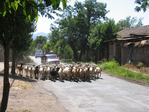 Goats in the road