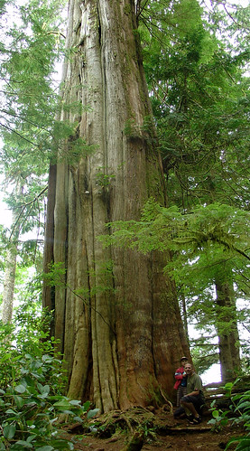 cedar tree; 1000+ years old