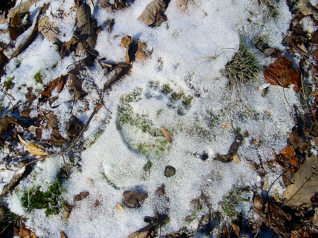 Bearprint in the Snow