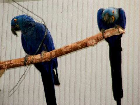 Hyacinth Macaw, St Louis Zoo, IMG_0746.JPG