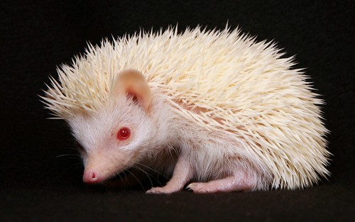 widescreen albino hedgehog