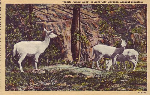 White Fallow Deer at Rock City Post Card