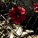 Ibiza - Flower and the fence