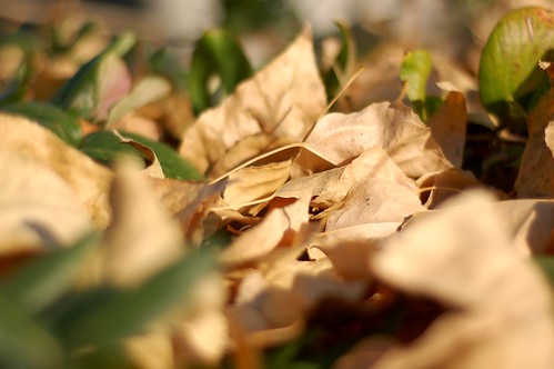 dead leaves, new leaves