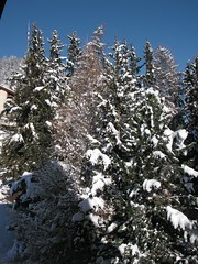 St. Moritz: ein verschneites Waldstück