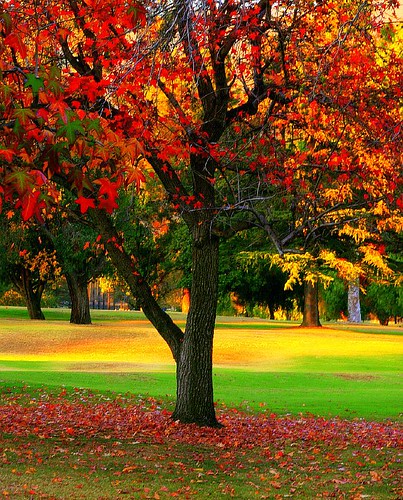 Last Color of Autumn