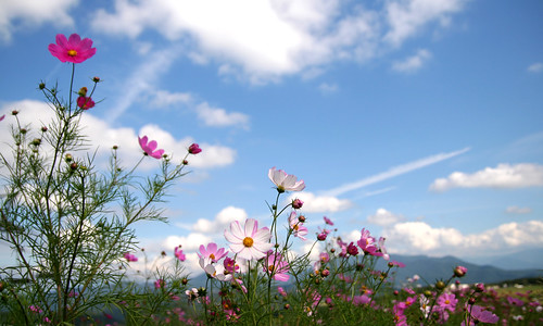 Cosmos-Wd beautiful flower blue sky