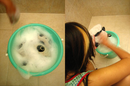 bathing the pandas 2