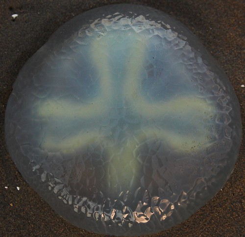 Cross Jellyfish