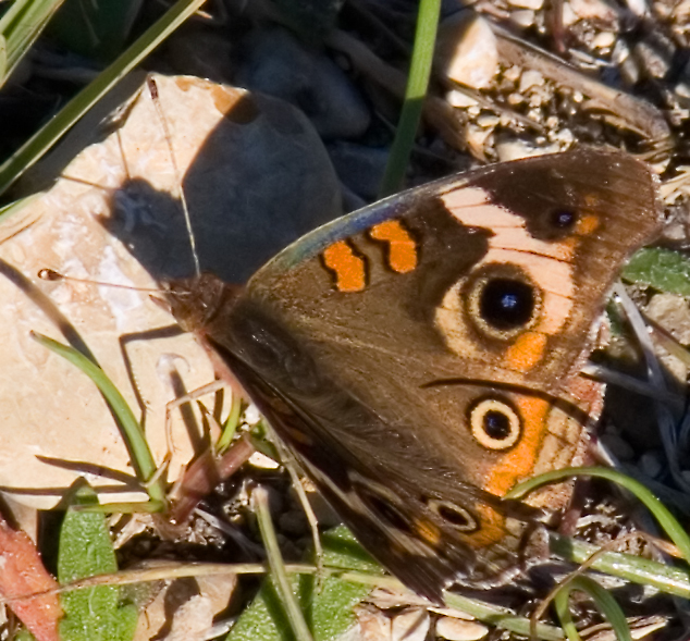 Buckeye butterfly on December 13 in Austin
